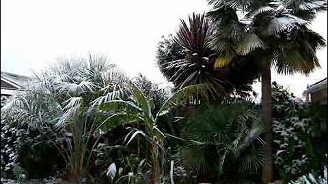 Trachycarpus fortunei Palm 'Trunky Trachy' 39 year...