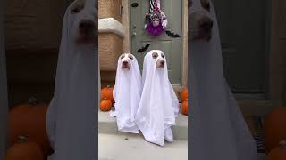 Paws And Pumpkins: Dogs Prepare For A Spooky Halloween Night Party | Pitbull Funny Video