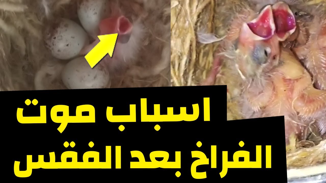 اسباب موت الفراخ الكناري والحسون بعد الفقس و كيف نتجنب موتها