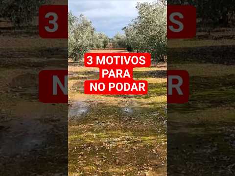Cuándo NO Podar los Arboles Frutales #podar #nopodar #arbolesfrutales #arbolfrutal #poda #podararbol