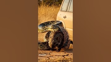 Python Regrets Attacking a Porcupine