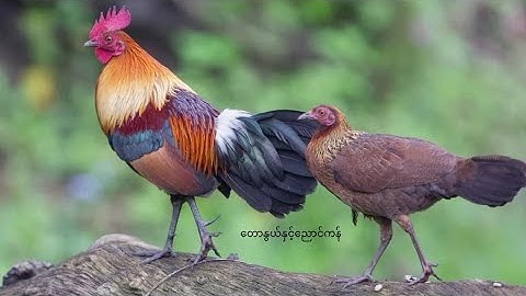 mus yuav qaib qus los cai me nyuam nawb :20/10/2024