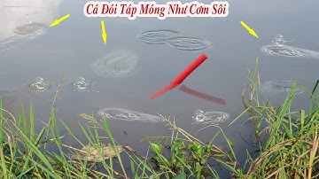 Câu Cá Rô Đồng , Ruộng Lúa Khan Cá Đói Ăn Móng Như Cơm Sôi Thả Xuống Là Dứt Liền