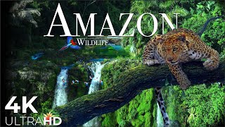 Amazon 4k Relaxation Film - Nature Sound of Amazon Rainforest and Meditation Relaxing Music