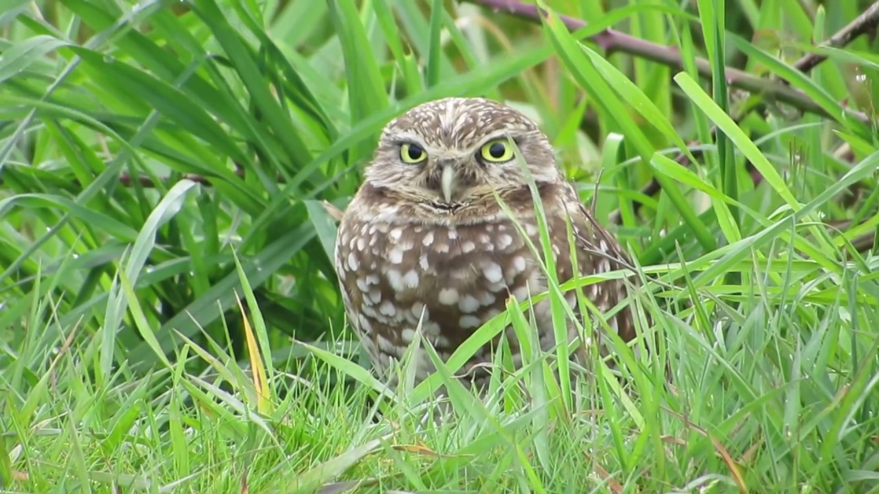 Burrowing Owl アナホリフクロウ 