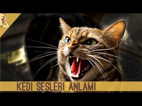 Kedilerin Sesleri Ne Anlama Geliyor ( GERÇEK KEDİ SESİ ) Cat Meow Sound #KediSesi #Kedi #Kediler