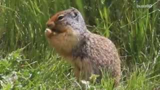 Bizarre squirrel attacks are a problem in San Francisco