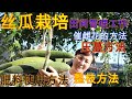 【麗的庭院生活 100】絲瓜栽培就那麽幾個重點管理工作，適合的時期做適合的事情，豐收是必然的！