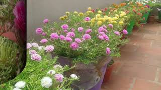 Moss Rose Collection PART 1.. Table rose 130 colors available for sale.. whatsapp : 9361427377