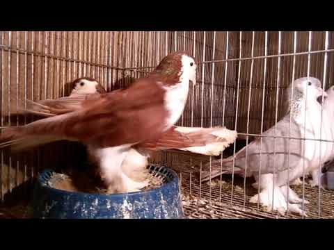 Pigeon video
