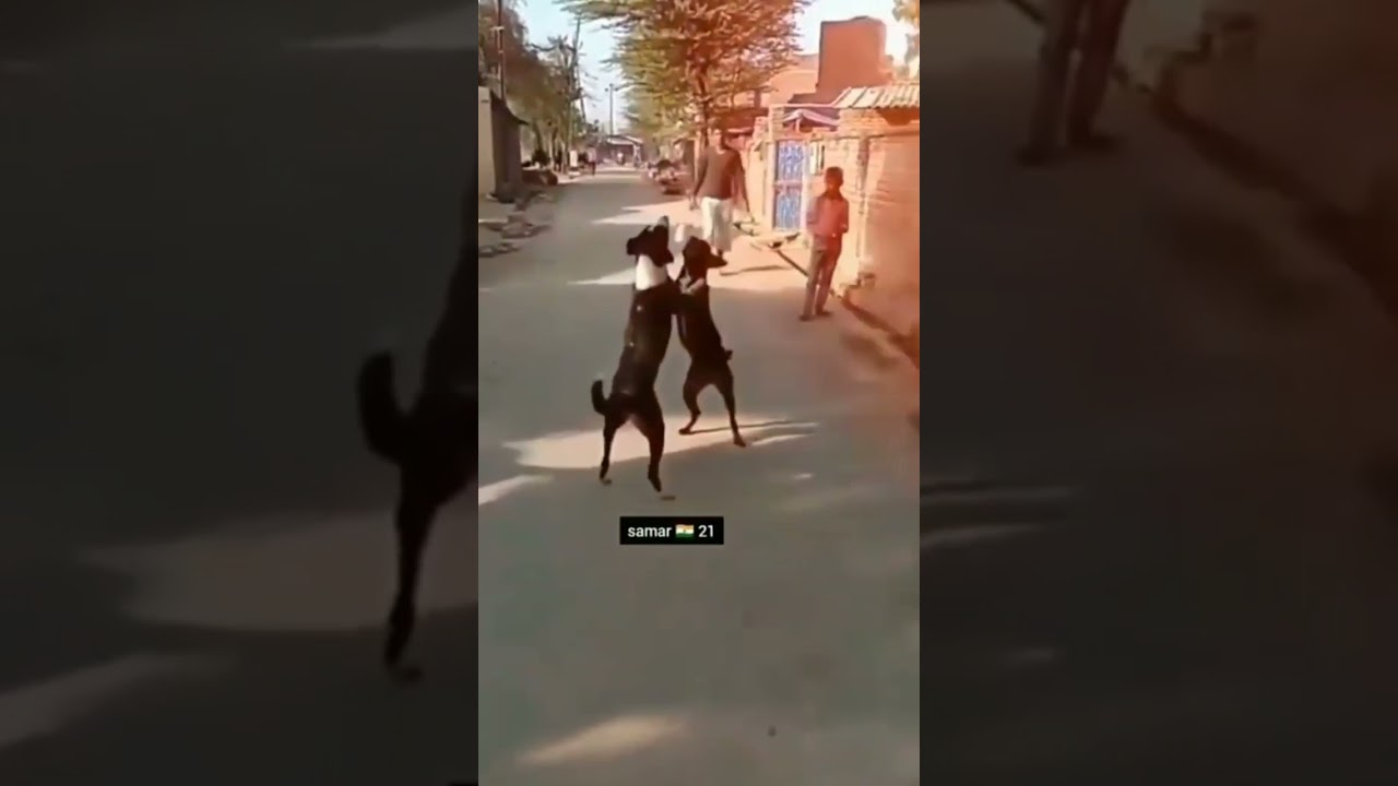 Ek Ek Ko marunga Chun Chun ke marunga ghar mein ghus ke marunga🤣🤣🤣🤣