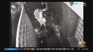 Suspect arrested for arson at Brooklyn nightclub