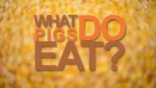 What Do Pigs Eat? Pigs Food Name