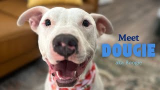 Dougie Friend To All But Your Best Boy