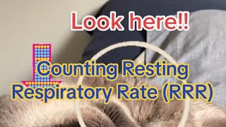 Counting a Pet’s Resting Respiratory Rate (RRR) by Dr. Bozelka, ER Veterinarian 208 views 1 month ago 1 minute, 24 seconds