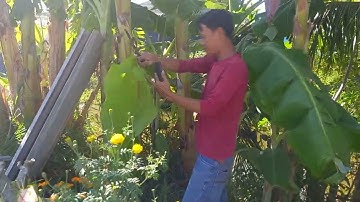 Cá lóc nướng trui độc lạ quê hương gò công.mùng 7 tết