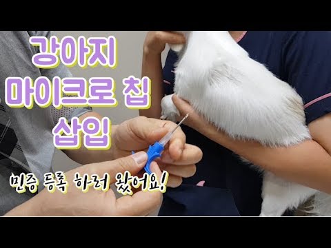 강아지 마이크로 칩 삽입 / 민증 등록 하러 왔어요!