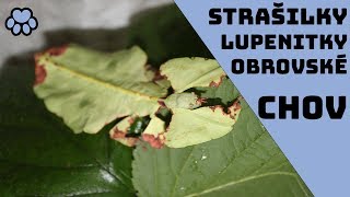 Jak na chov strašilek + SOUTĚŽ (lupenitky obrovské) l Phyllium giganteum
