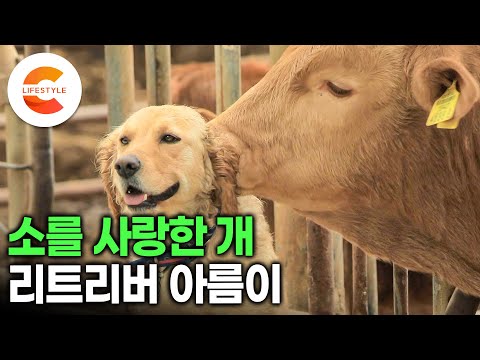 축사에 사는 개, 소를 사랑하게 됐다💓 개 키우는 걸 반대하는 할아버지 때문에 축사로 데려온 리트리버가 이룬 대가족ㅣ소똥 밭에 구르면서 소와 사랑에 빠진 리트리버 아름이ㅣ#세나개