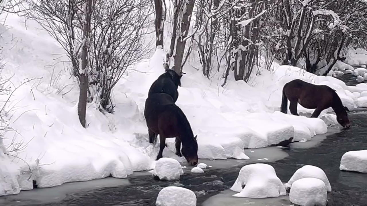 “Wild Horse in Nature – Stunning Freedom & Beauty!