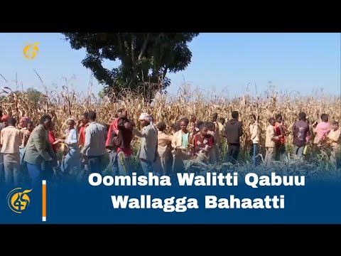 Oomisha Walitti Qabuu Wallagga Bahaatti 