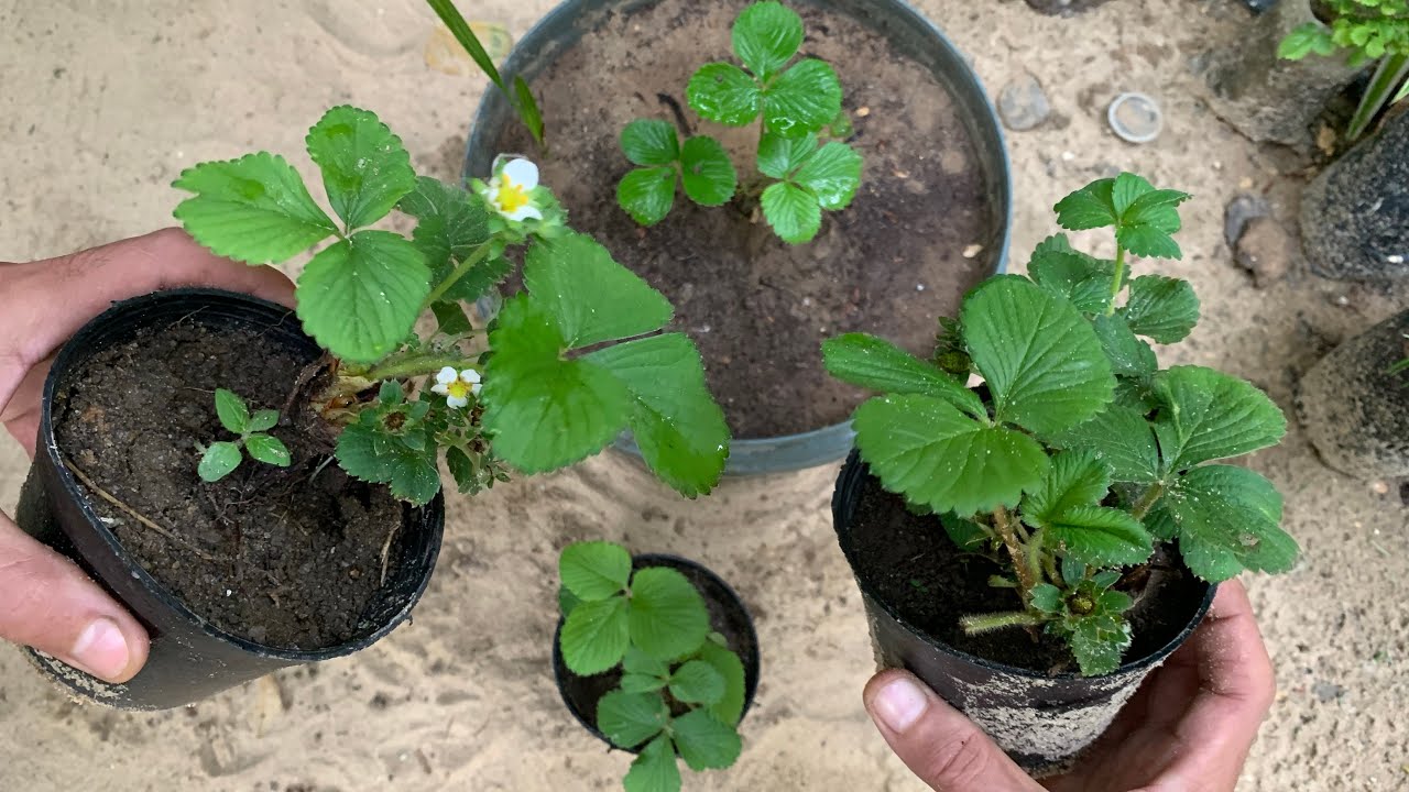 لو عاوز تزرع فراولة وتعتني بها وتعملها إكثار وتملئ حديقتك شاهد الطريقة 🍓 زراعة الفراولة في المنزل