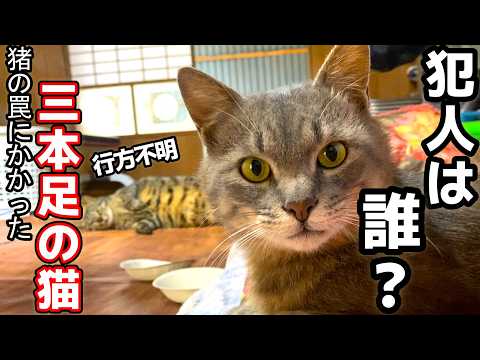 にゃんちゃんず - YouTube