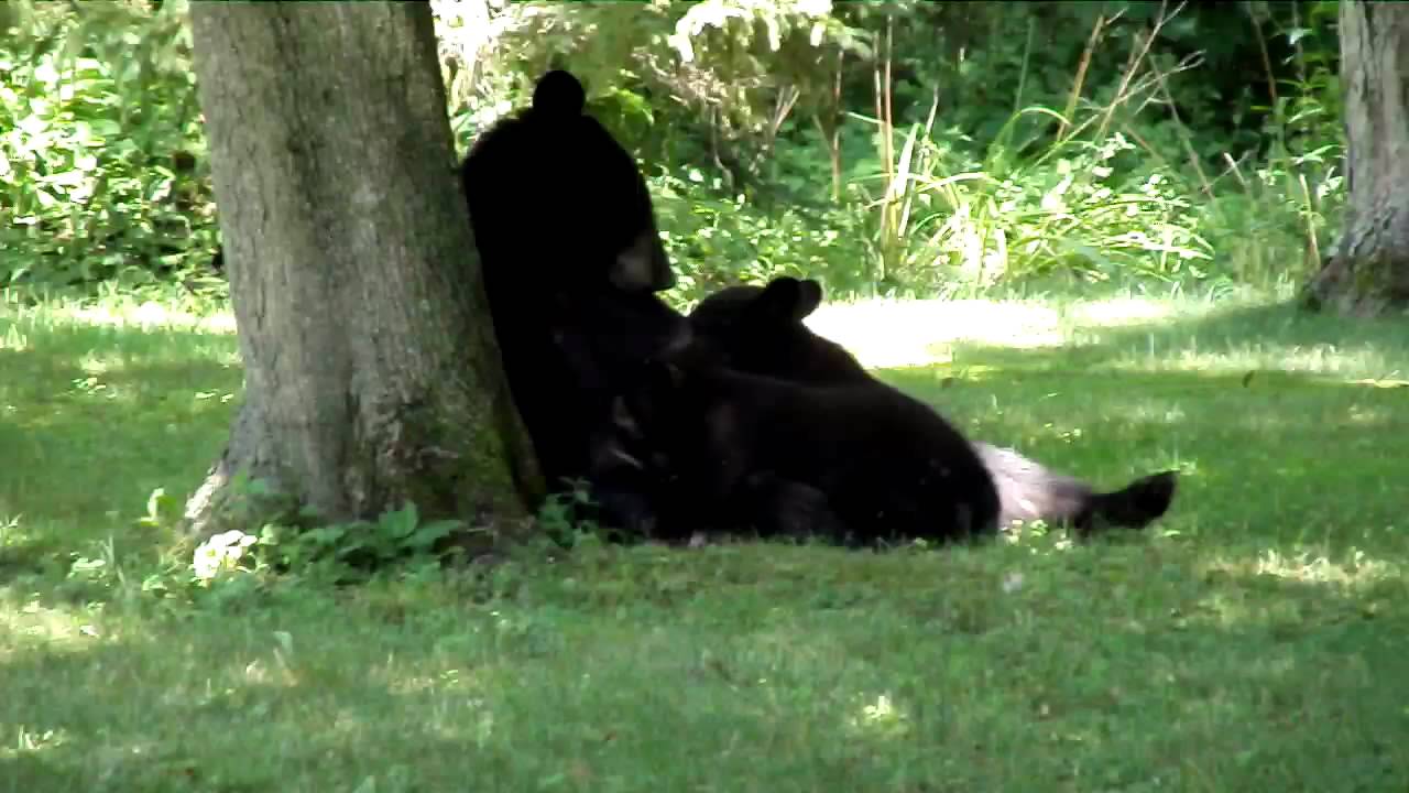 Momma bear nursing cubs - YouTube