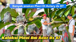 Download Lagu KOLEKSI PLECI OM ACUZ DAN BAHAN ANAKAN TERNAKAN AVIARY!. MP3