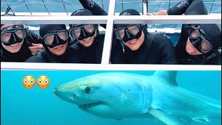 Crazy Intense White Shark Cage Diving Simons Town, Cape Town