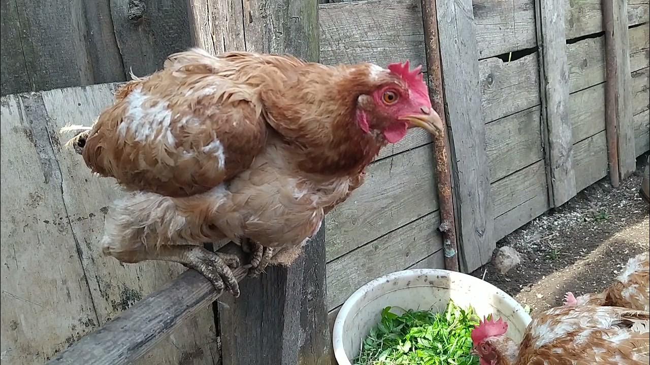 Как несется курица видео. Как несется курица видео