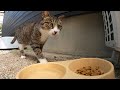 最近みてなかった外猫が痩せた姿で戻ってきました