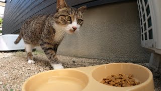 最近みてなかった外猫が痩せた姿で戻ってきました