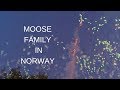 Rare, Moose family caught by drone in eastern Norway in 4K