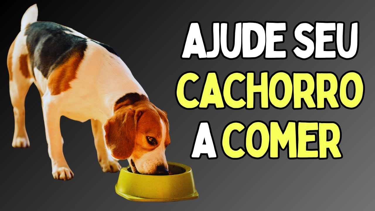 Cachorro Não Quer Comer ? Descubra 8 ESTRATÉGIAS SIMPLES