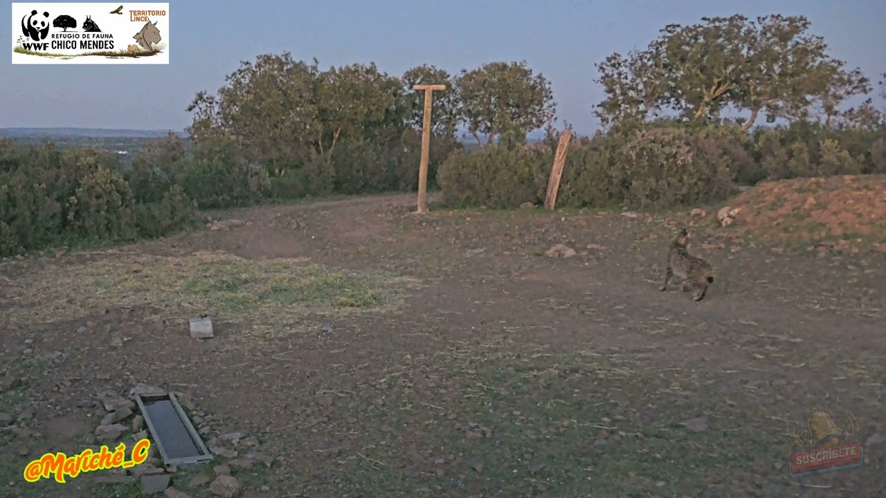 El salto del lince intentando cazar una perdiz en vuelo - 04-04-26