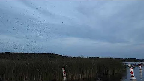 Nimisila Resevoir Purple Martins