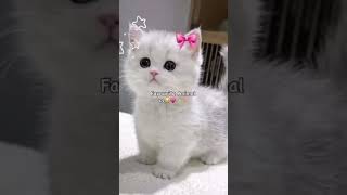 favourite animal ❤️💗💗#catshorts