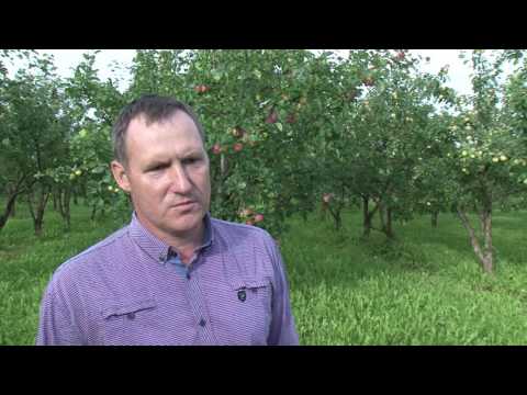 Video: Kā Rūpēties Par ābolu?