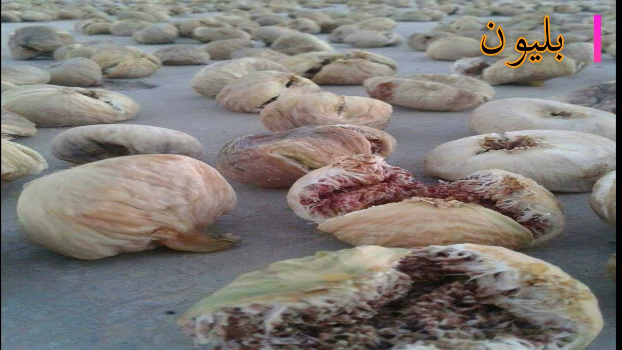 جبلنا بدمنا ترابه جبلنا مهما الدهر غضباته جاب لنا    (جبل الزاوية)