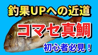 コマセマダイ釣り 初心者必見の棚取り コマセワーク 誘い 落とし込み