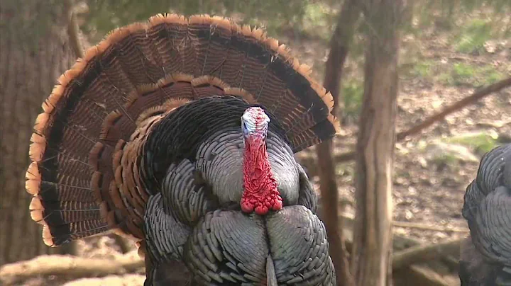 Nathanael's Turkey Hunt