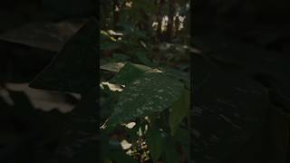 My therapy 🌱 | footage #ambientvideo #naturevibes #filmlook #cinematicfootage