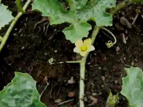 Video: Zemědělská Technologie Pro Pěstování Melounů Na Otevřeném Poli