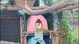 Burung dara pacaran bercumbu #shorts #animals #kicaumania #burung