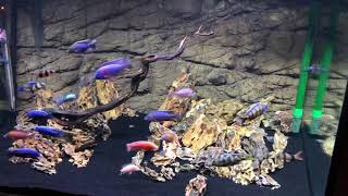 African Cichlid Peacock and Haps 150 Gallon Tank by MrCastroFPS 1,411 views 5 years ago 2 minutes