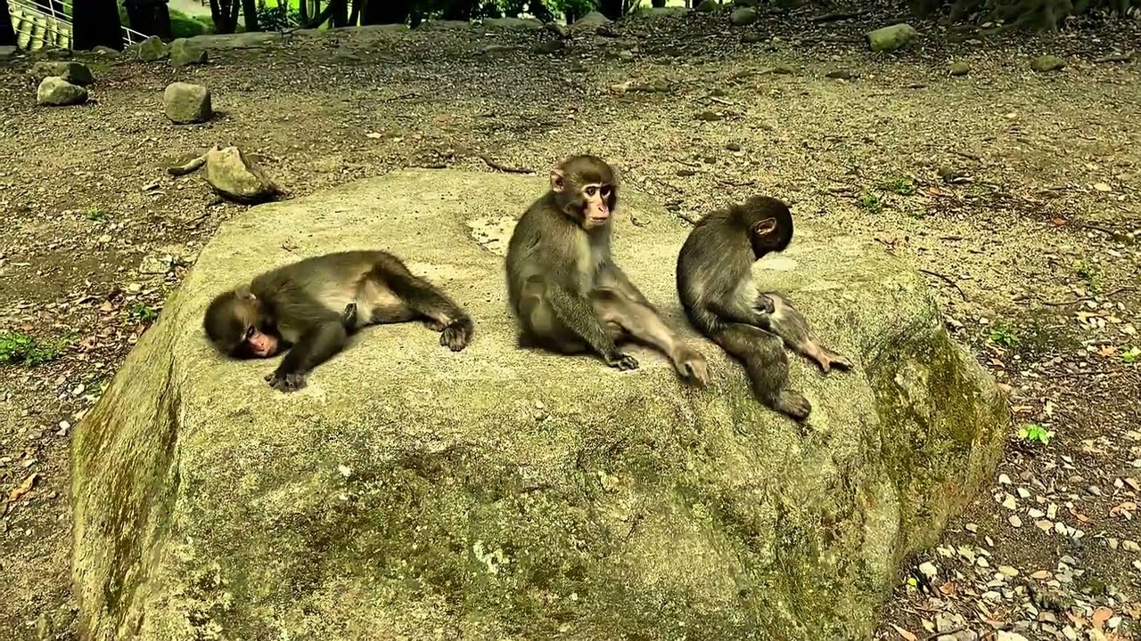 Enterré Vivant - Chûtô (2025)