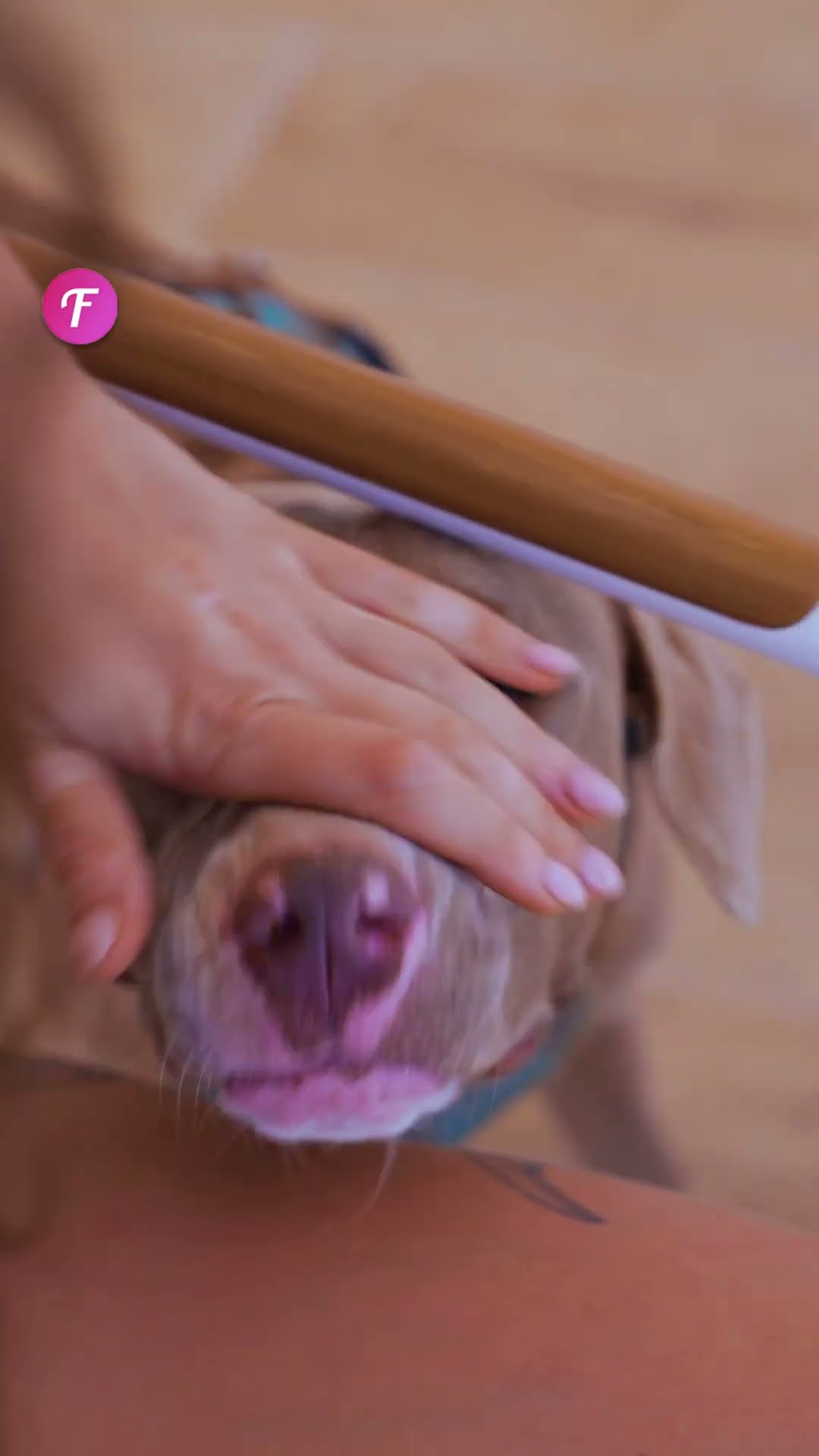 How This Dog Saved Her from Anxiety #shorts
