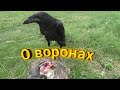 Содержание ВОРОНА// Воспитание врановой ПТИЦЫ