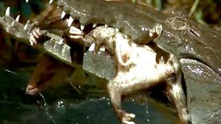 Crocodile Hunt and Kill Opossum
